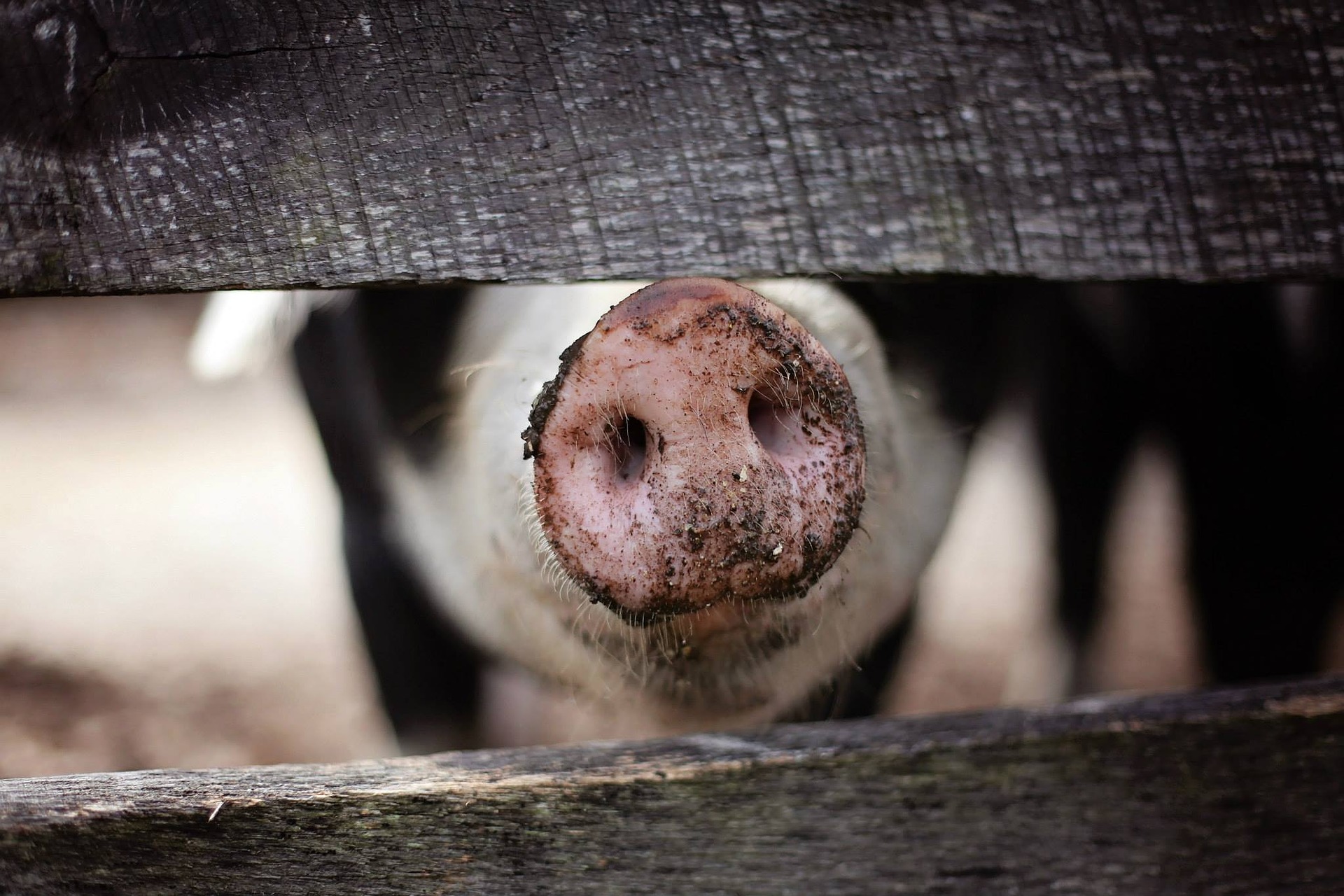 Россельхознадзор: свинину из Прибалтики нельзя ввозить даже в пределах весовой нормы
